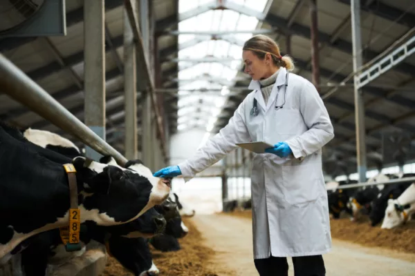 Maquinaria industria láctea España: ¿Cómo automatizar procesos de producción?