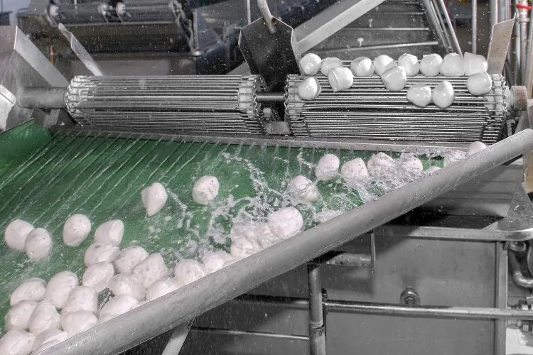 máquinas para hacer queso mozzarella